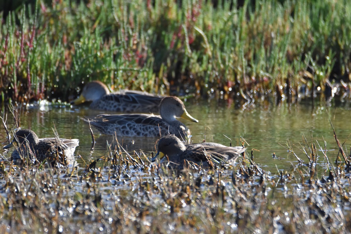 Yellow-billed Pintail - ML641095436
