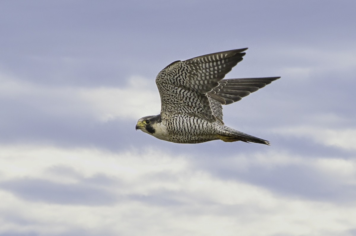 Halcón Peregrino - ML641095438