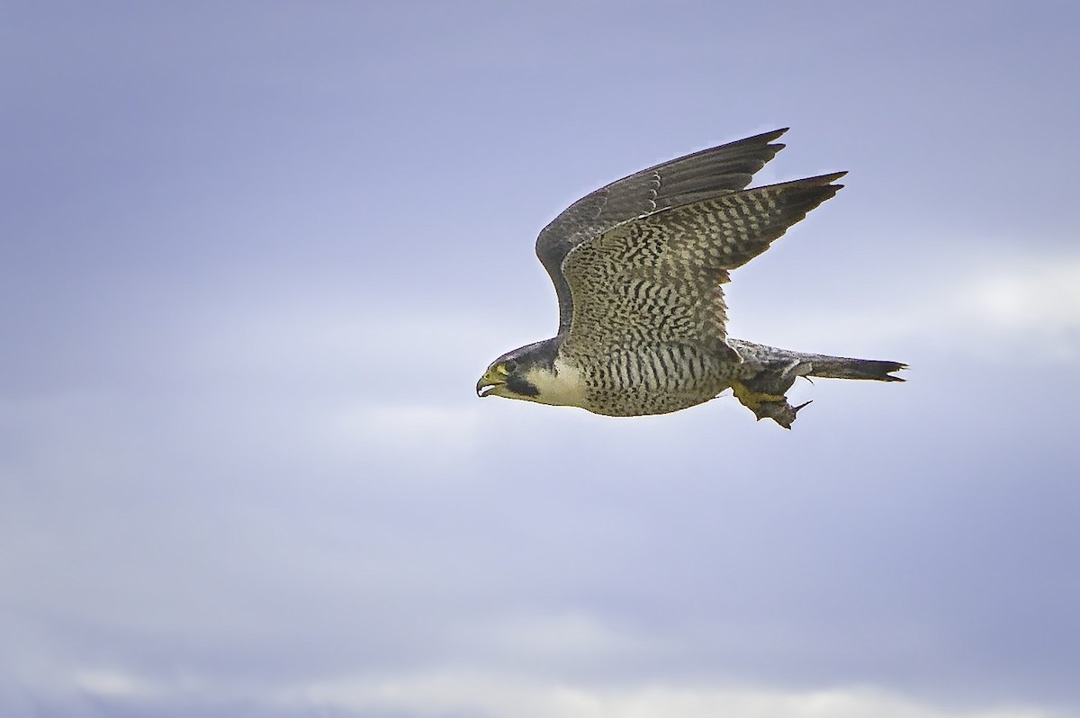 Halcón Peregrino - ML641095439