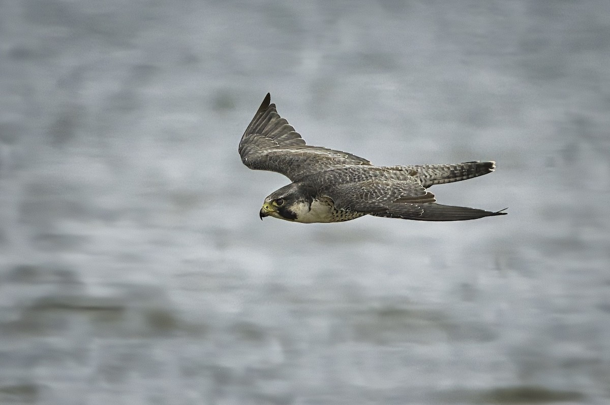 Halcón Peregrino - ML641095440