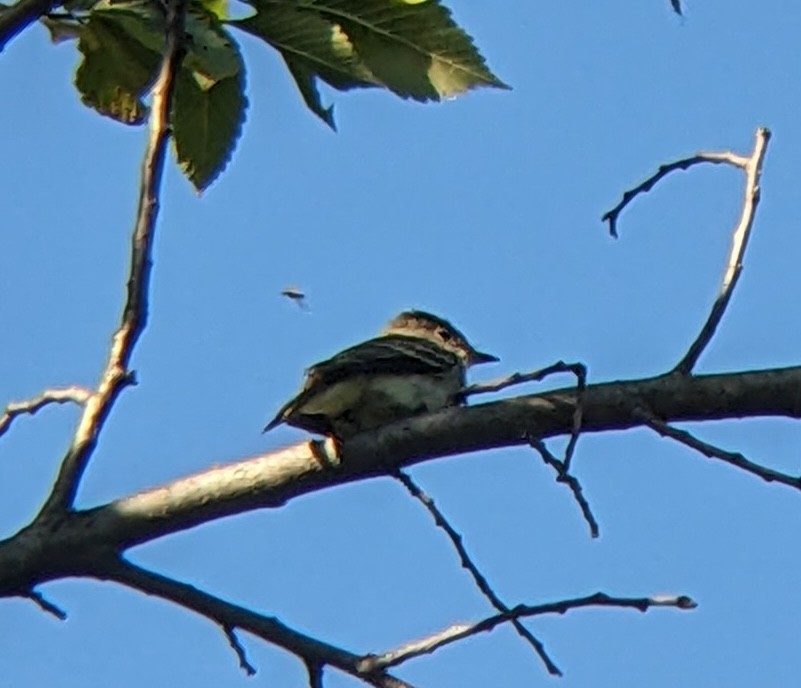 Empidonax sp. - ML641095441