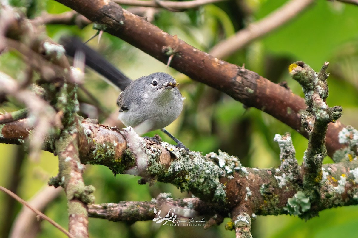 Black-capped Gnatcatcher - ML641095444