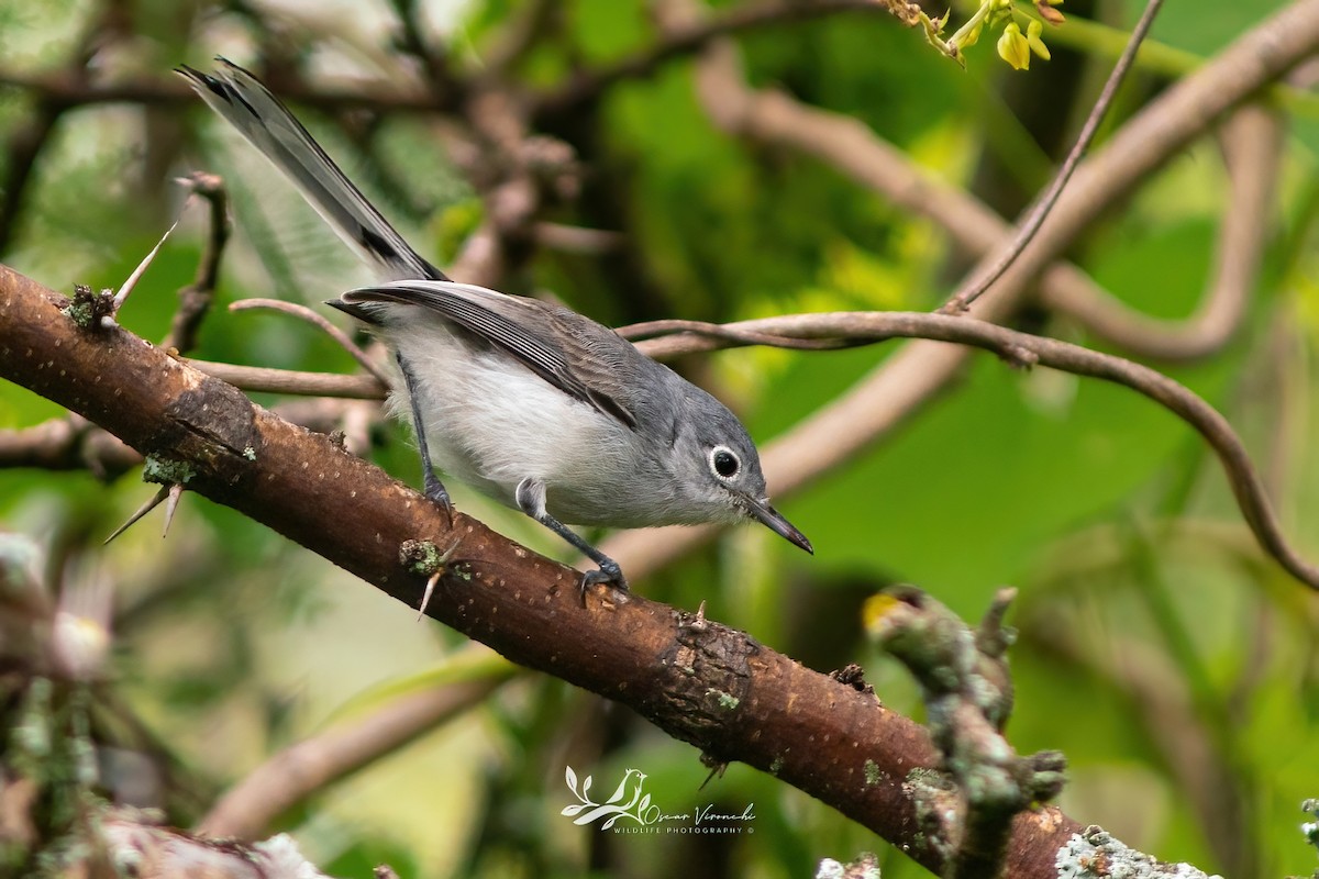 Black-capped Gnatcatcher - ML641095446