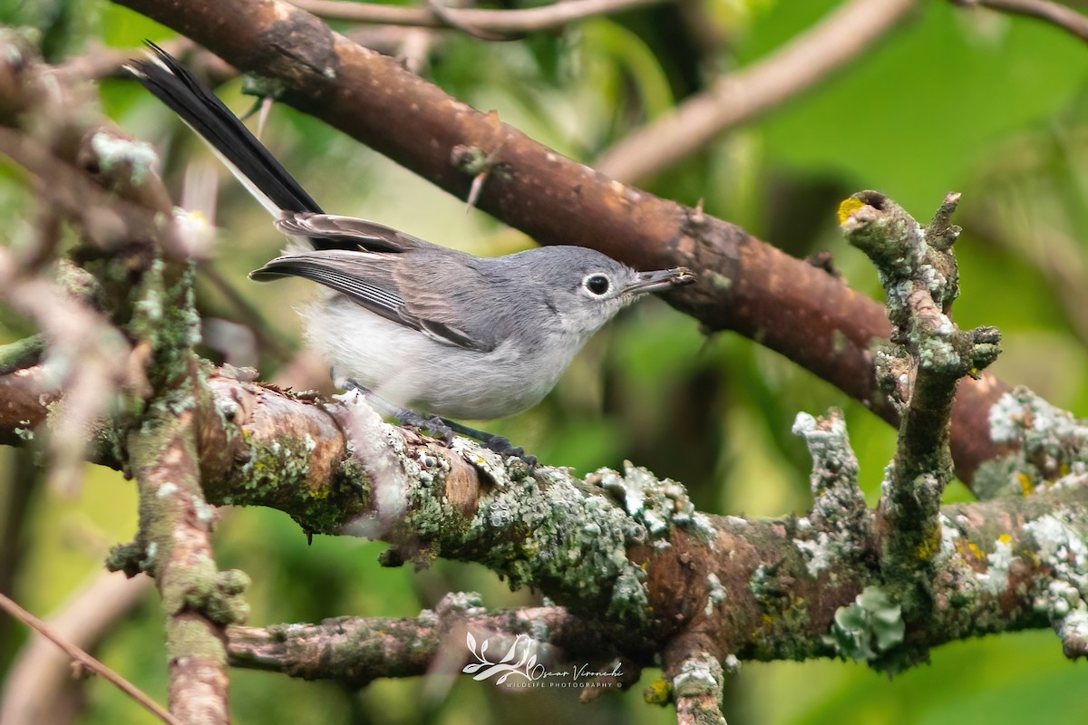 Black-capped Gnatcatcher - ML641095447