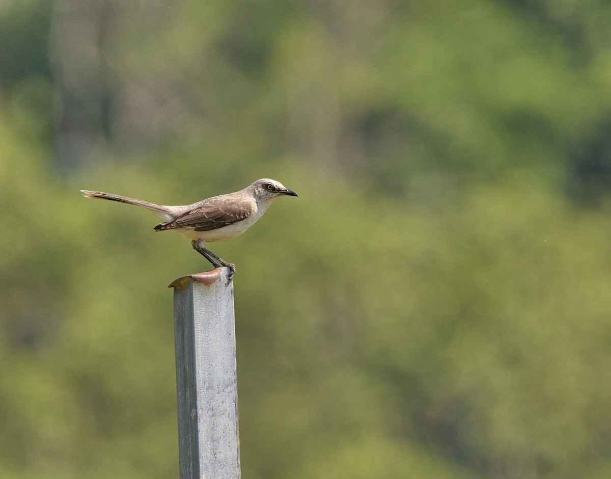 Tropical Mockingbird - ML641095463