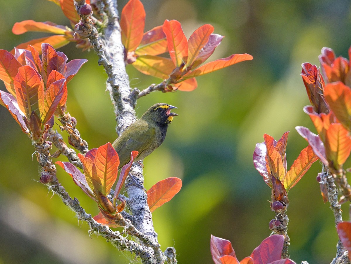 Yellow-faced Grassquit - ML641095468