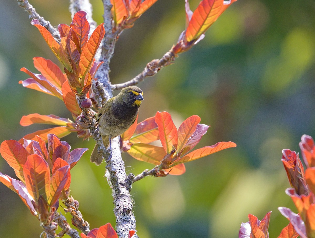 Yellow-faced Grassquit - ML641095469