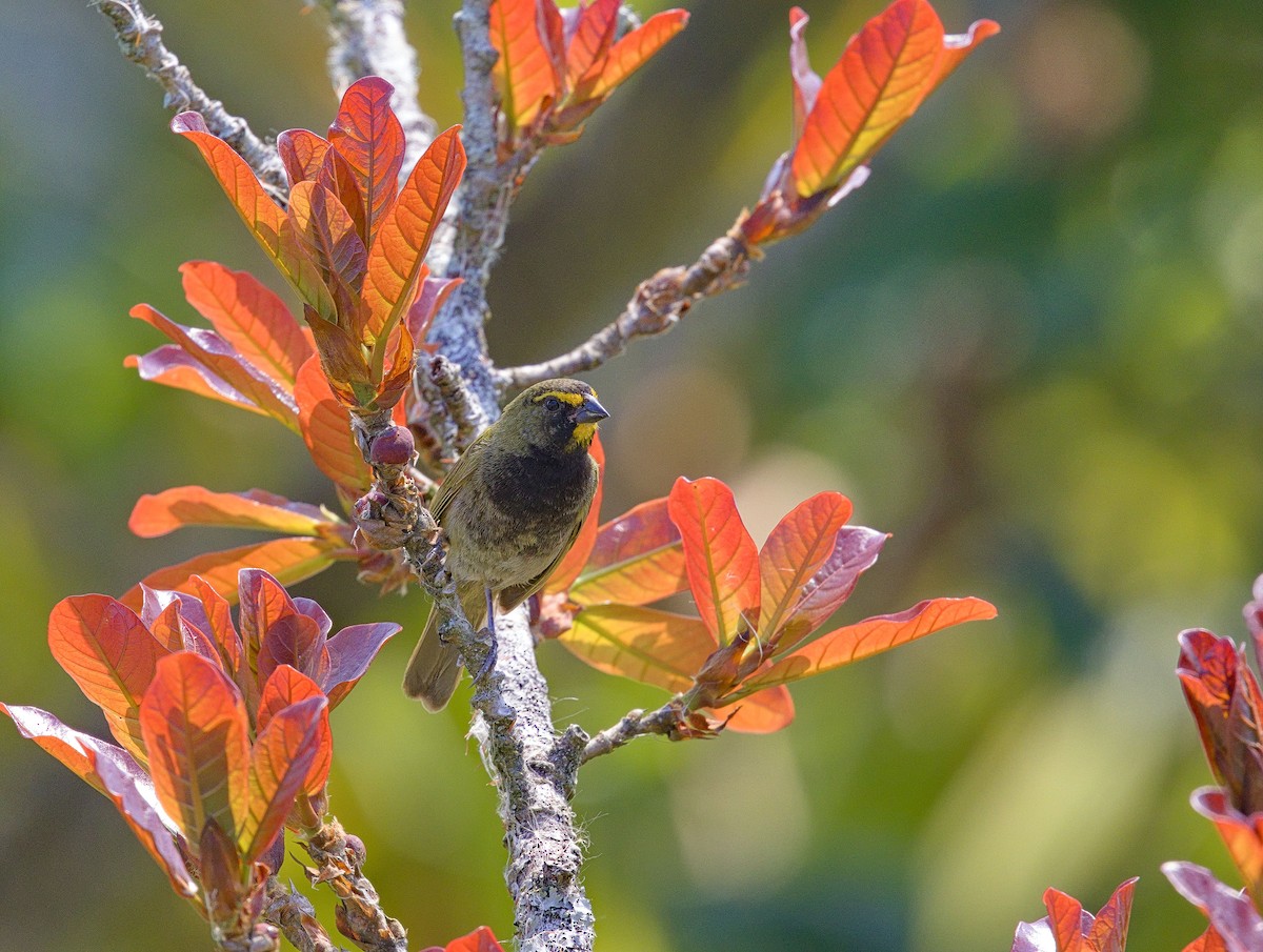 Yellow-faced Grassquit - ML641095470
