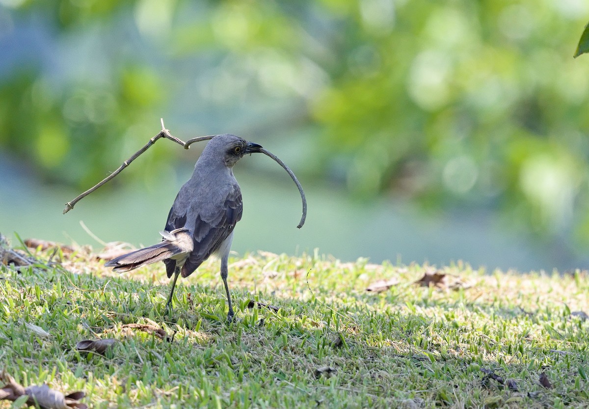 Tropical Mockingbird - ML641095471