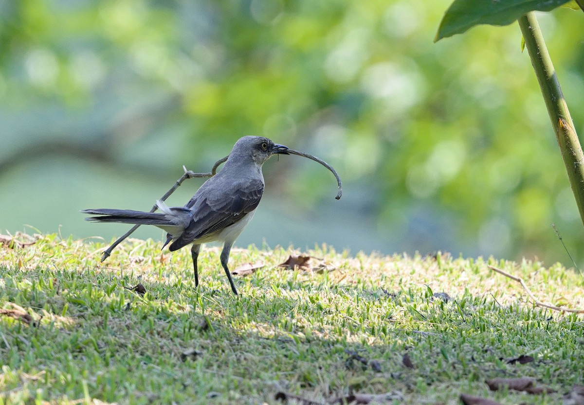 Tropical Mockingbird - ML641095472
