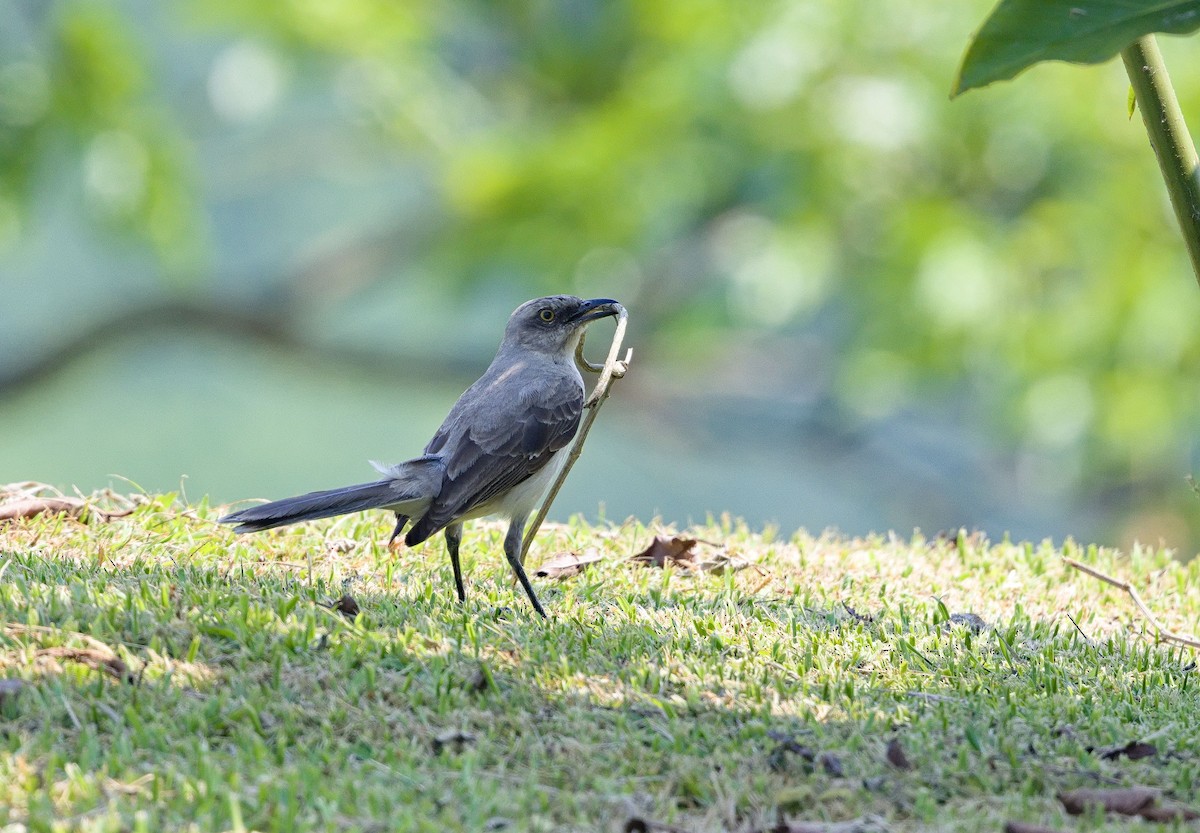 Tropical Mockingbird - ML641095473