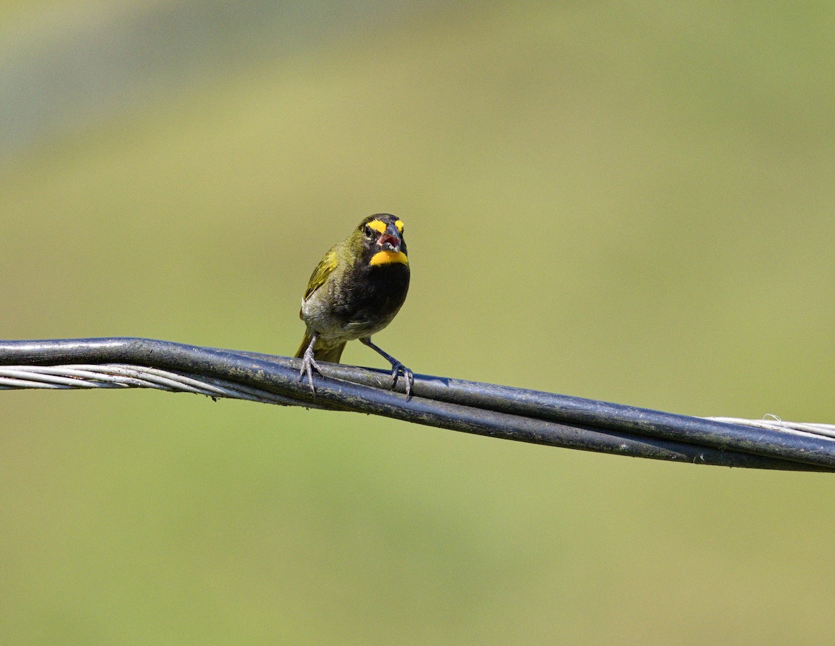 Yellow-faced Grassquit - ML641095487