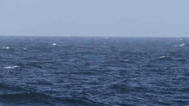 Pink-footed Shearwater - ML641095505