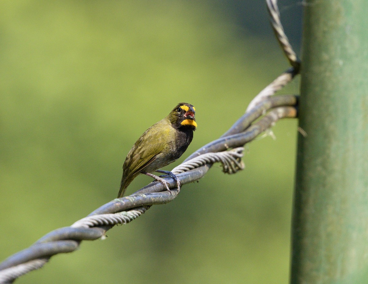 Yellow-faced Grassquit - ML641095508