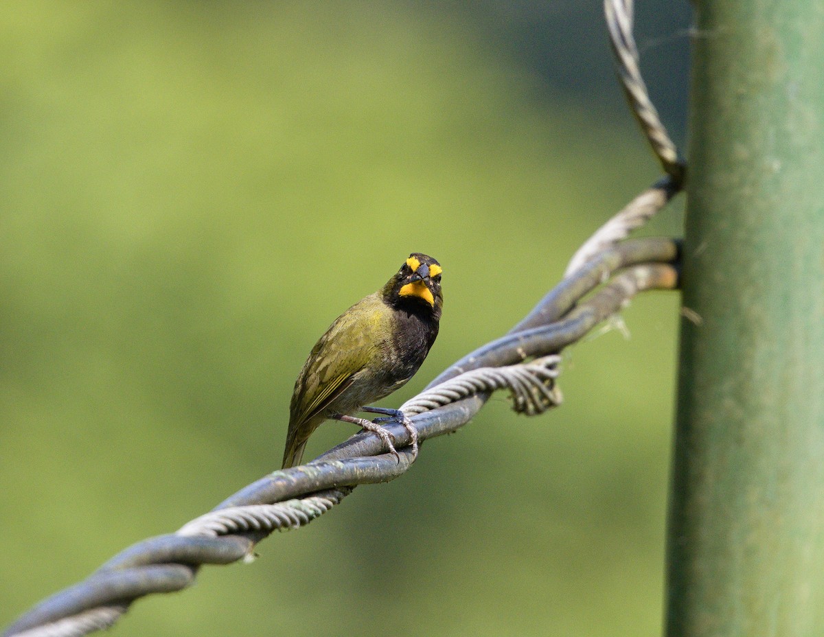 Yellow-faced Grassquit - ML641095509