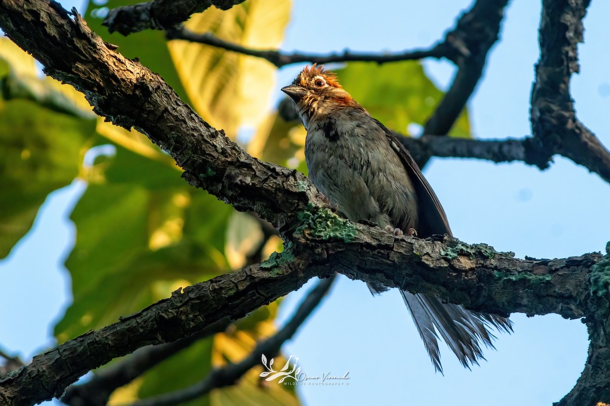 Rusty-crowned Ground-Sparrow - ML641095546