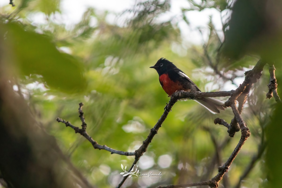 Painted Redstart - ML641095552