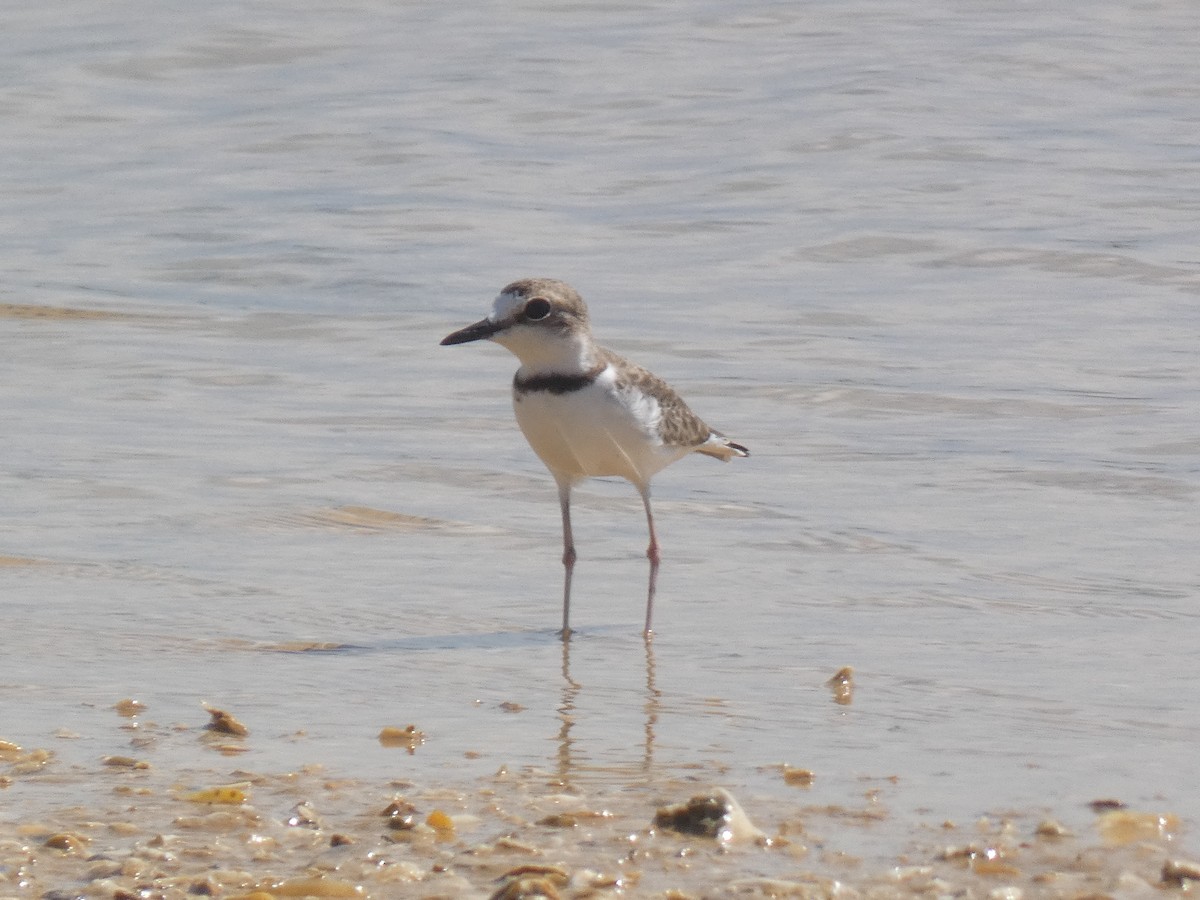 Collared Plover - ML641095554