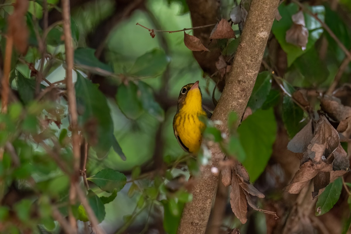 Canada Warbler - ML641095560