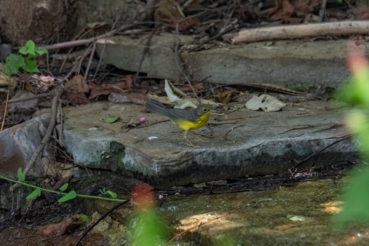 Canada Warbler - ML641095561
