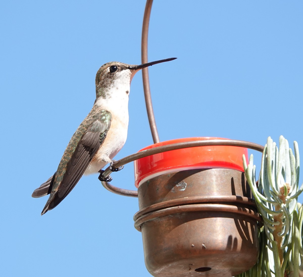 Black-chinned Hummingbird - ML641095563