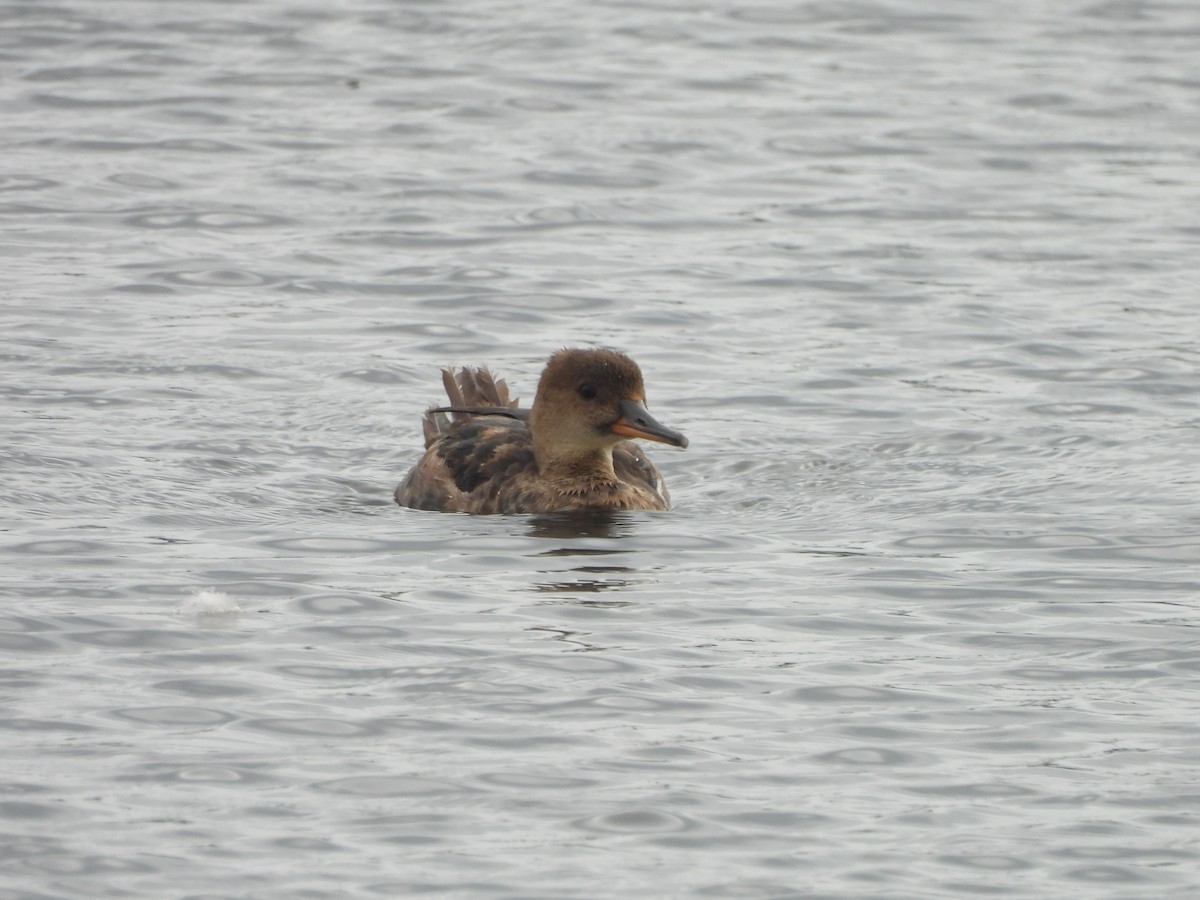 Hooded Merganser - ML641095565