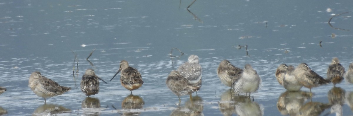 Long-billed Dowitcher - ML641095569
