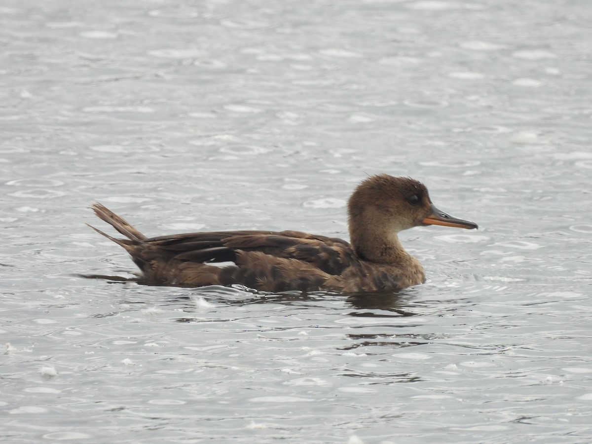 Hooded Merganser - ML641095570