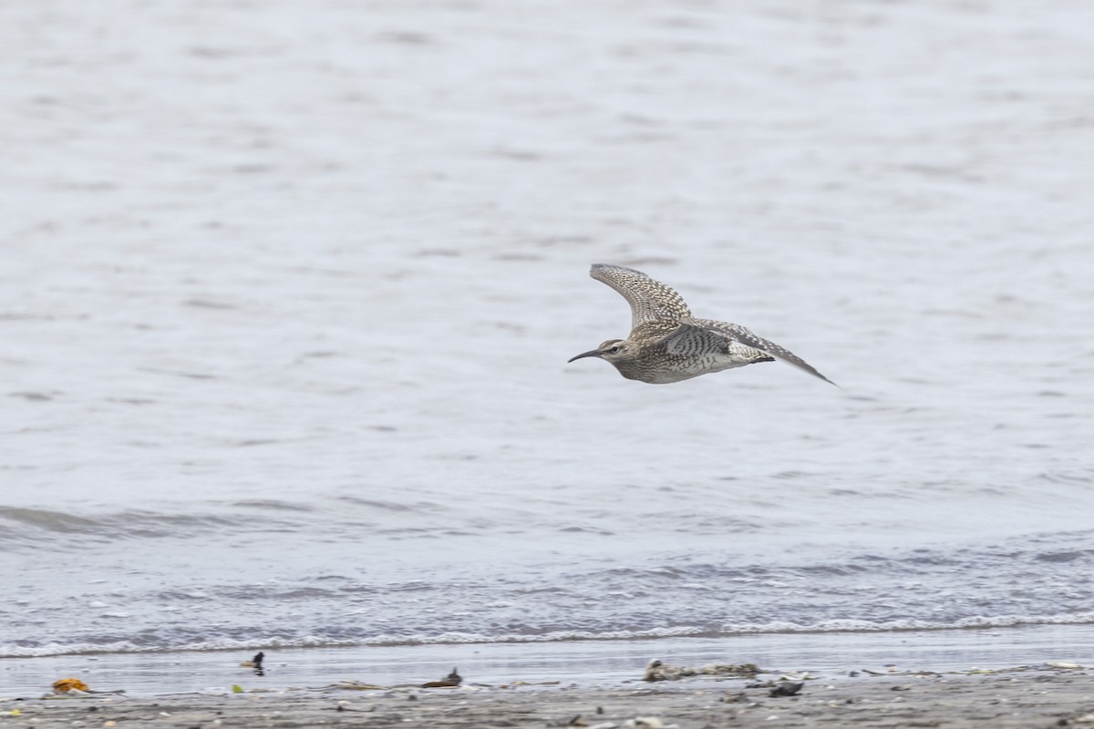 Whimbrel - ML641095575