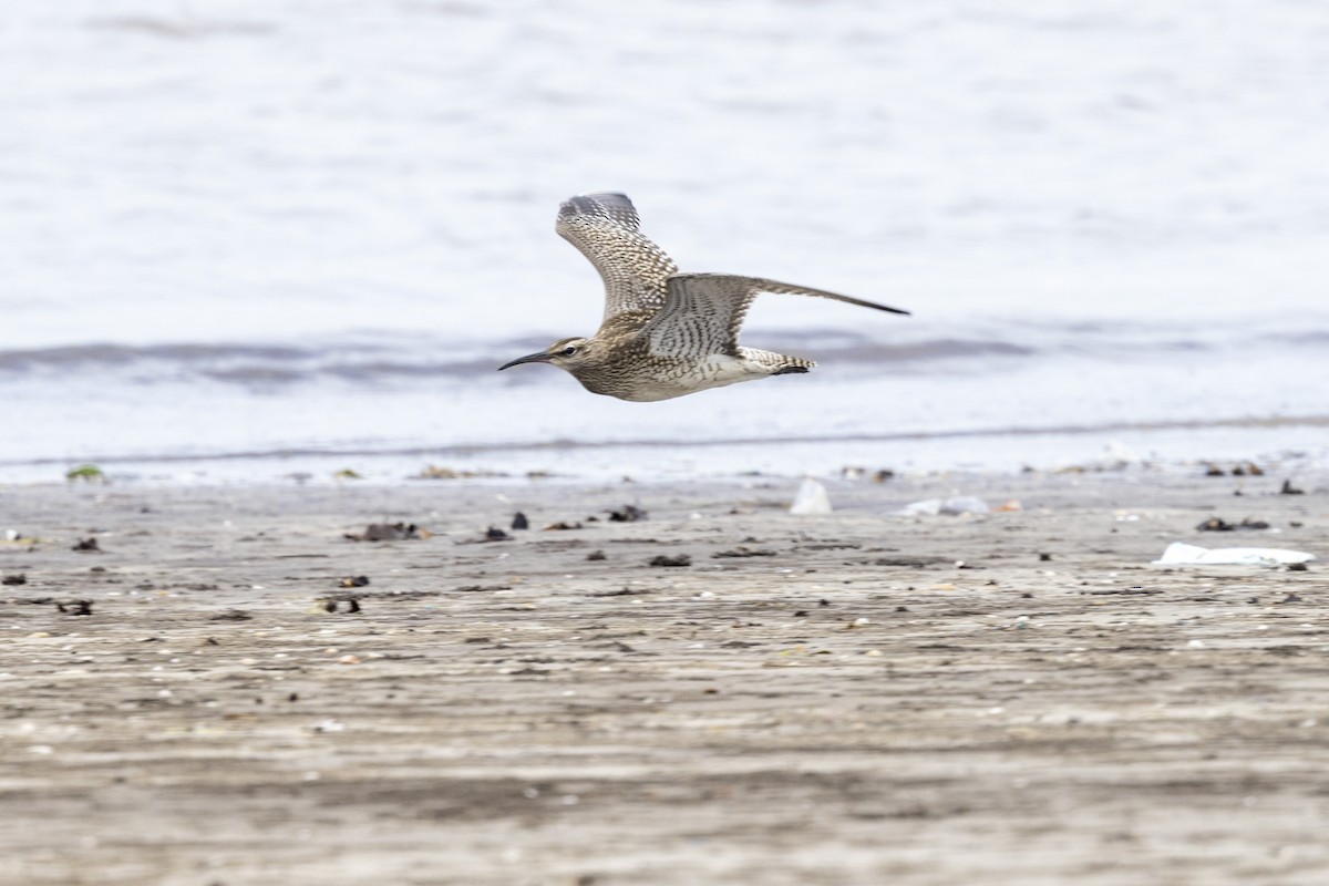 Whimbrel - ML641095578