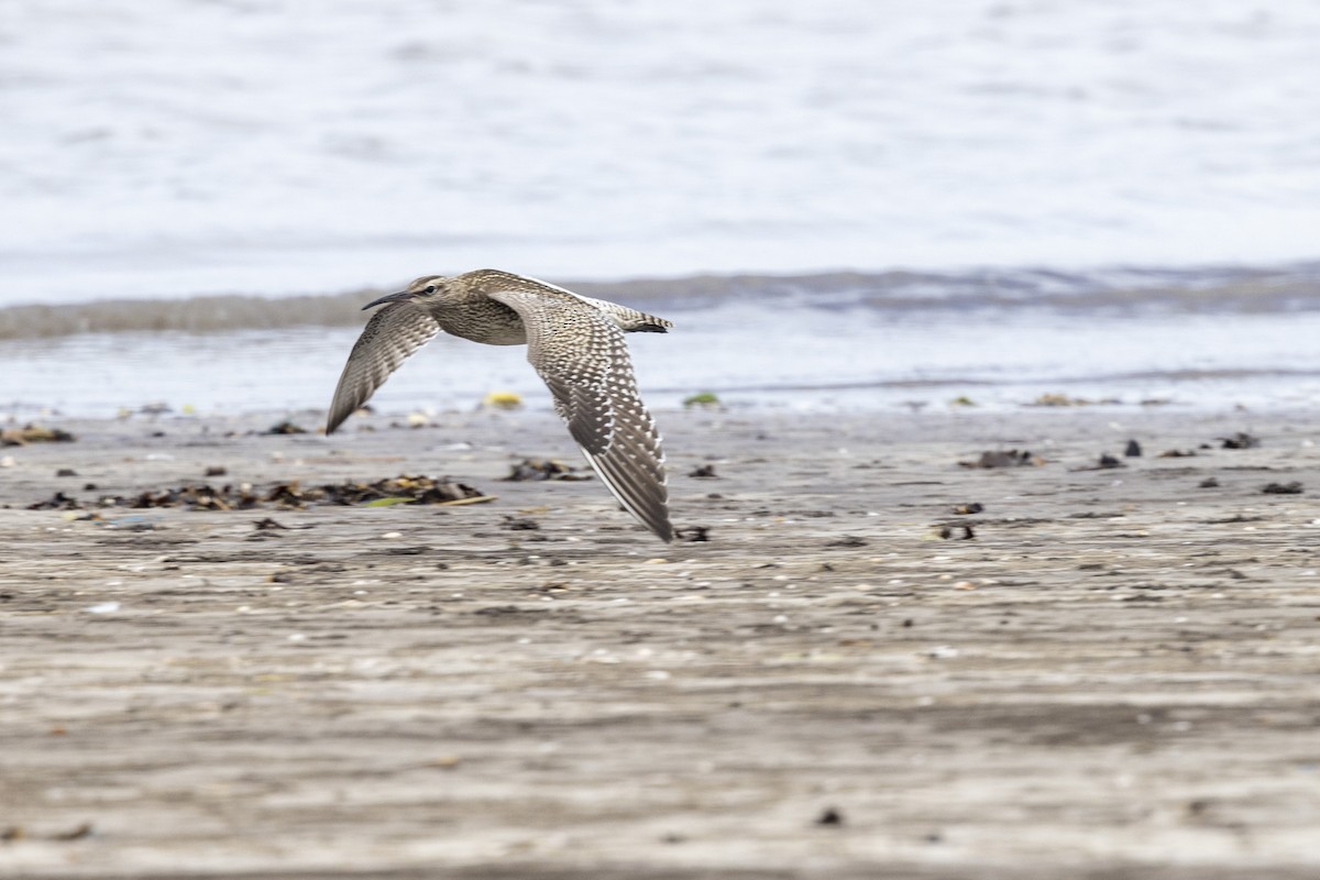 Whimbrel - ML641095579