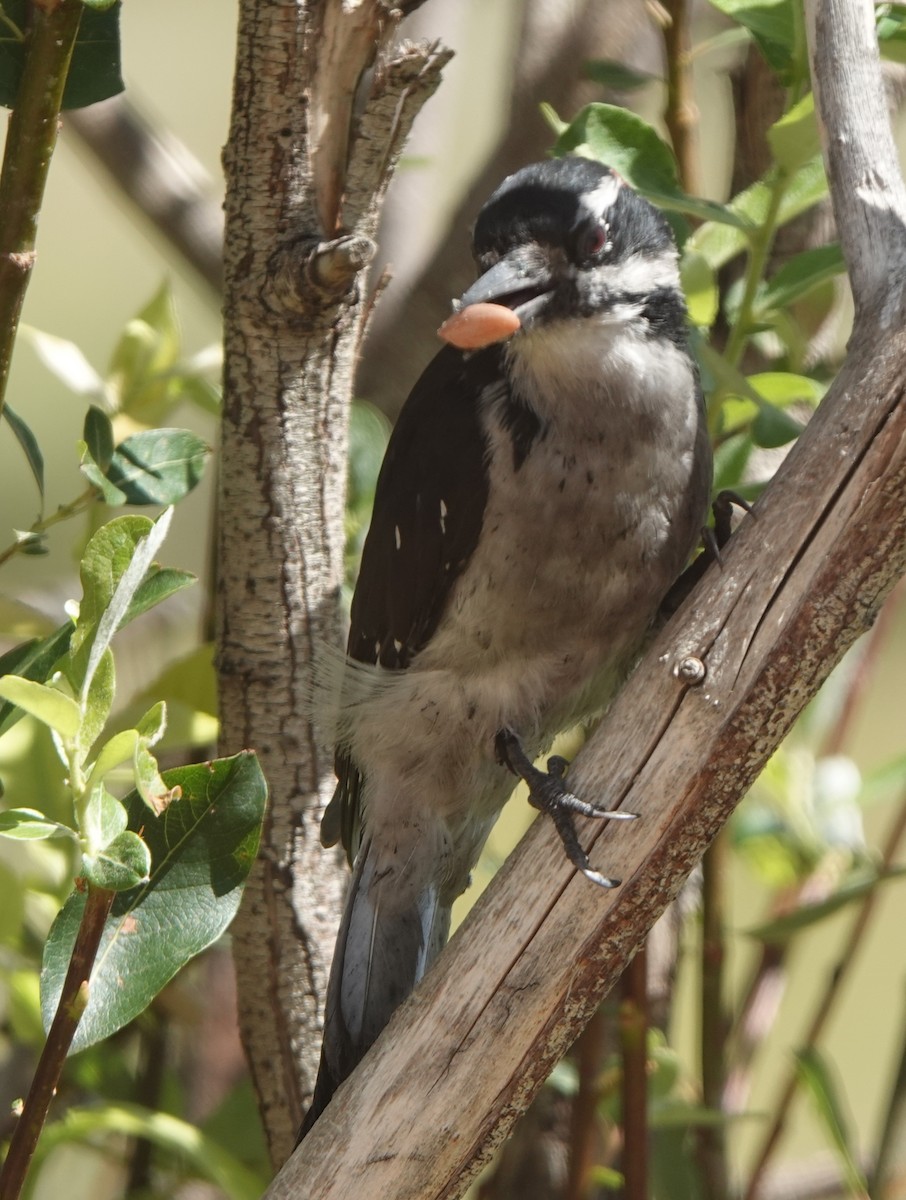 Hairy Woodpecker - ML641095582