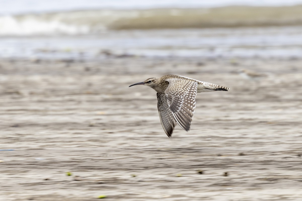 Whimbrel - ML641095587