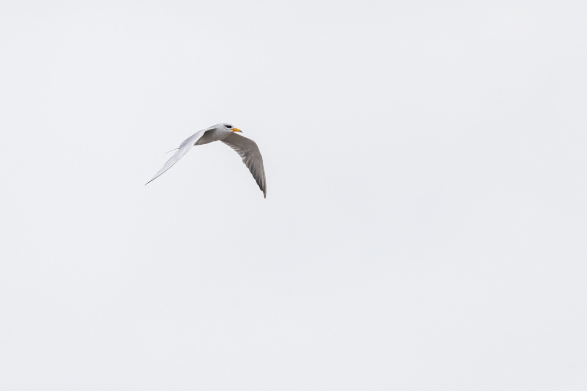 River Tern - ML641095603