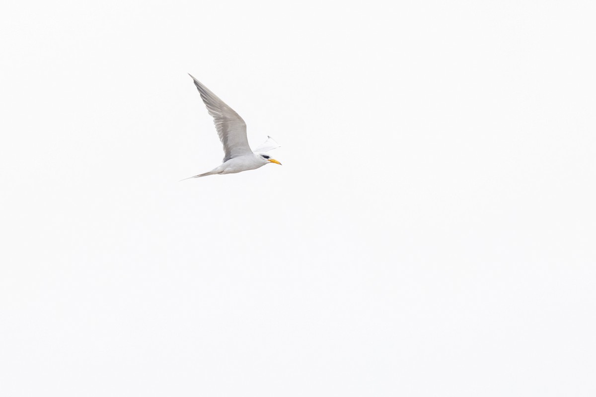 River Tern - ML641095604