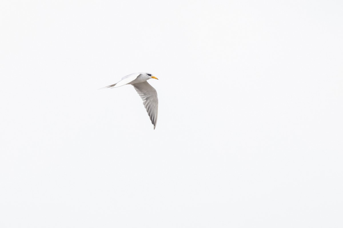 River Tern - ML641095605