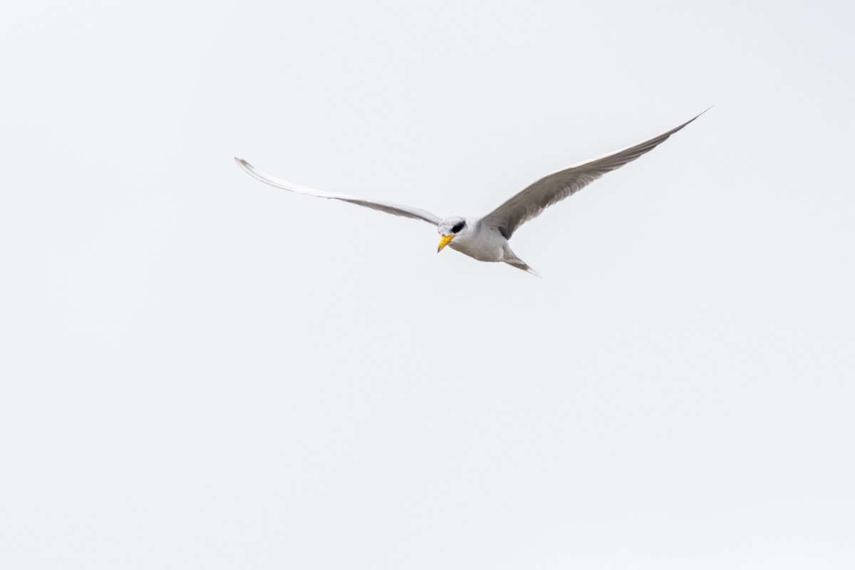 River Tern - ML641095609