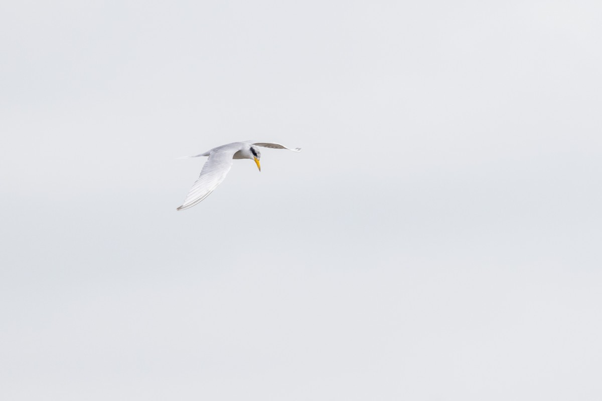 River Tern - ML641095610