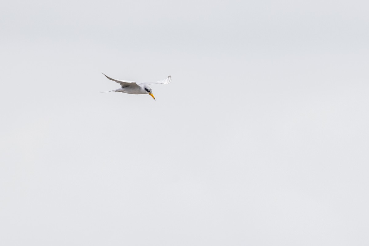 River Tern - ML641095611