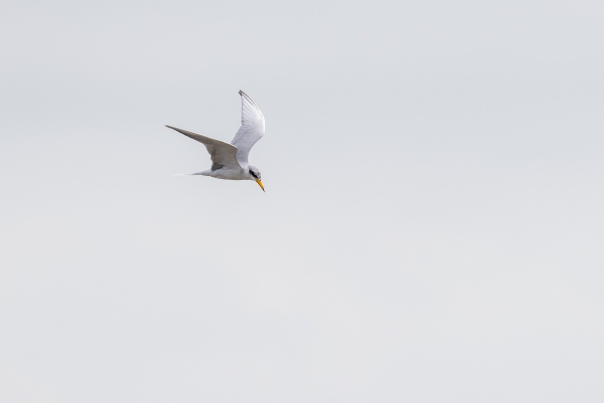 River Tern - ML641095613