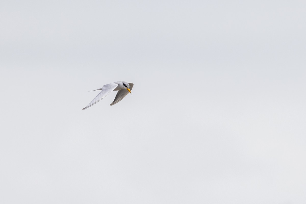 River Tern - ML641095614