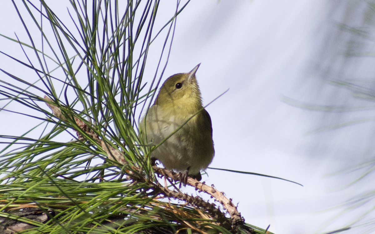 Tennessee Warbler - ML641095615
