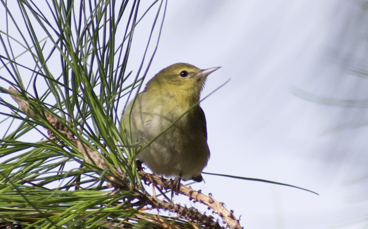 Tennessee Warbler - ML641095616