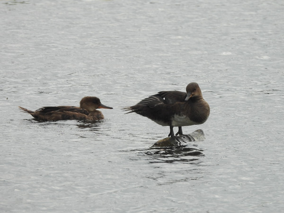 Hooded Merganser - ML641095617