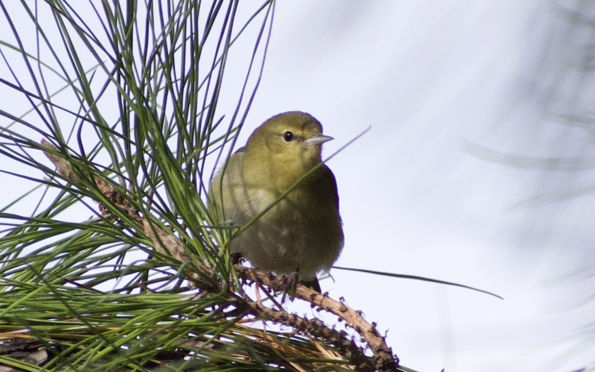 Tennessee Warbler - ML641095618