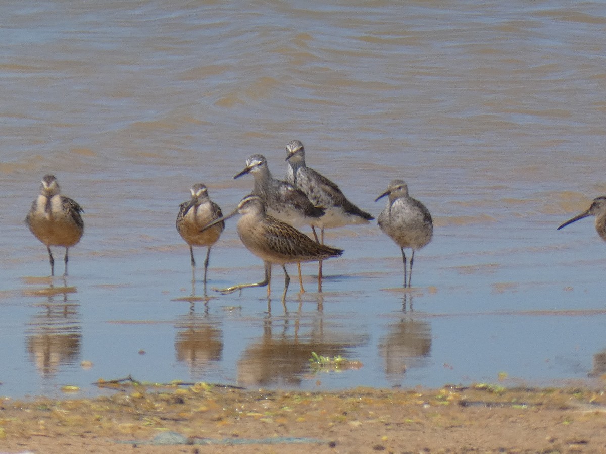 Stilt Sandpiper - ML641095619
