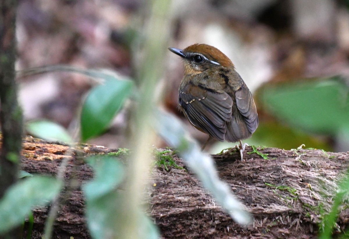 Black-cheeked Gnateater - ML641095622