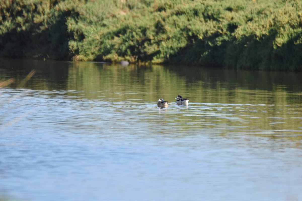 Chiloe Wigeon - ML641095645