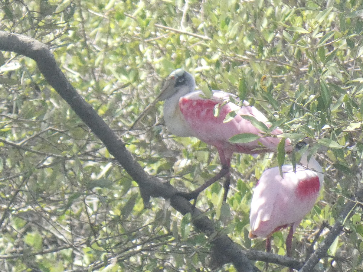 Roseate Spoonbill - ML641095656