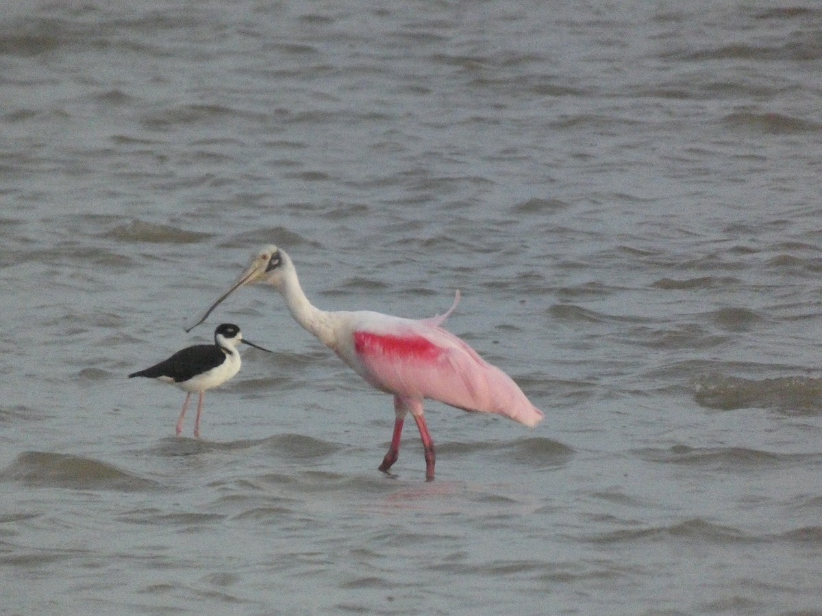 Roseate Spoonbill - ML641095657